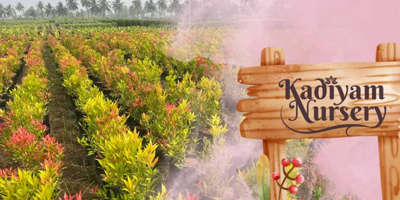 Kadiyam_Nursery